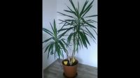 Ich suche Yucca Palmen/Palmenlilien Güstrow - Landkreis - Bützow Vorschau