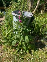 Frauenmantel aus einem Bio Garten Niedersachsen - Stade Vorschau