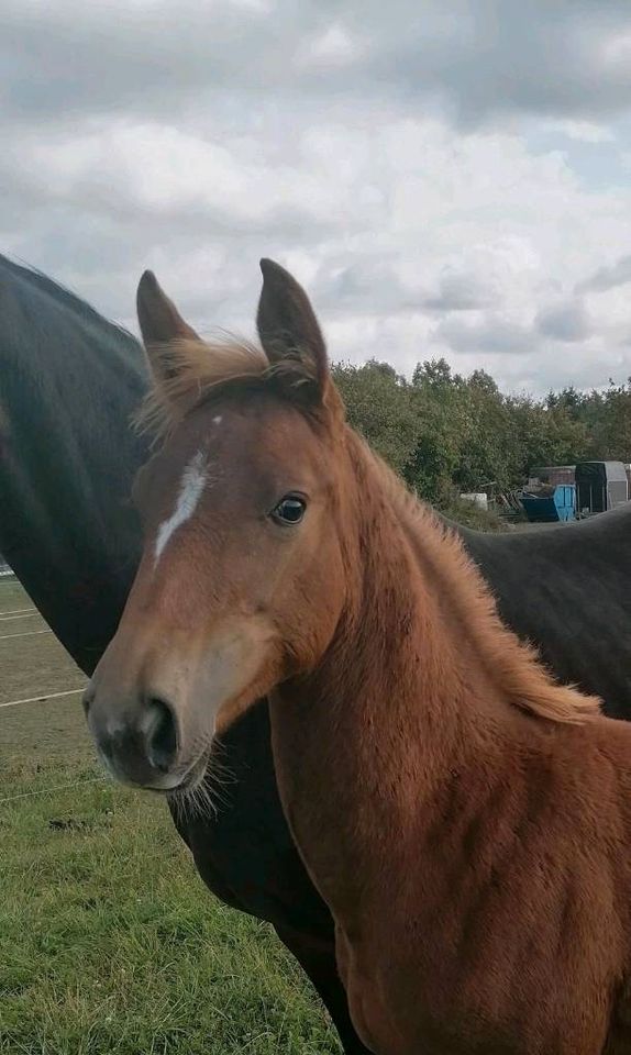 DSP Stute Jährling in Oederan