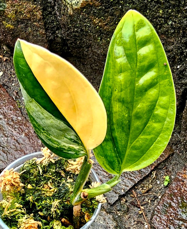 Monstera Karstenianum Peru -   Y14R in Obertshausen