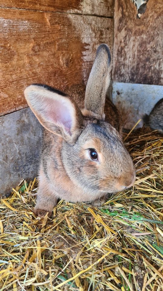Kaninchen Häsinnen/Rammler, knappes halbes Jahr alt in Dorfchemnitz
