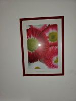 Bilder rot Rahmen  2 x Frosch Blumen Bayern - Griesstätt Vorschau