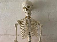 Skelettmodell, Anatomie Skelett Schleswig-Holstein - Lübeck Vorschau