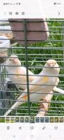 Kanarienvogelpaare weiß, rot, orange und gelb Sachsen - Chemnitz Vorschau