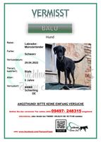 Hund vermisst-BALU Bayern - Schierling Vorschau