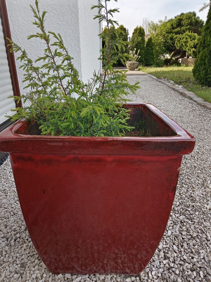 Pflanzenkübel Pflanzentrog Blumentöpfe Garten in Ostrach