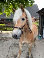 Spanischer Kappzaun KB/Shire Horse Nordrhein-Westfalen - Hamm Vorschau