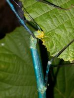 Myronides sp. peleng / Stabschrecke Nordrhein-Westfalen - Gütersloh Vorschau