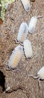 Porcellio baeticensis 12 asseln Baden-Württemberg - Linkenheim-Hochstetten Vorschau