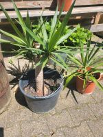 Yucca Palmen  3x Bayern - Neusäß Vorschau