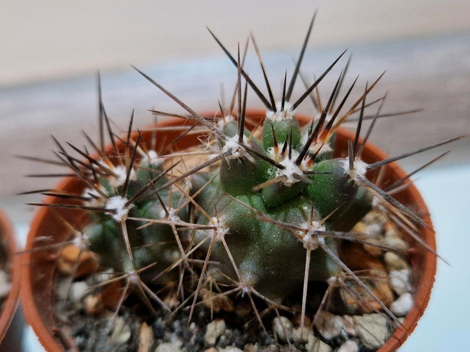 Echinocereus coccineus var. paucispinus in Saarbrücken