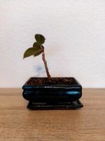 Mini Bonsai Rheinland-Pfalz - Edenkoben Vorschau