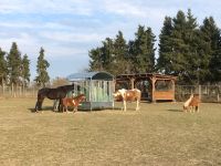 Pferdeboxen / Boxen / Plätze frei im Reitstall Nix Nordrhein-Westfalen - Bedburg Vorschau