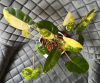 Philodendron Burle Marx Variegata Tausch möglich Niedersachsen - Ganderkesee Vorschau