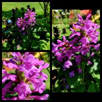 Samen großblütiger Ziest, Purpur-Ziest, Stachys grandiflora Niedersachsen - Georgsmarienhütte Vorschau