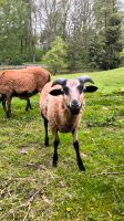 Verkaufe Bocklamm Kamerun-Mufflon-Mix Sachsen - Halsbrücke Vorschau