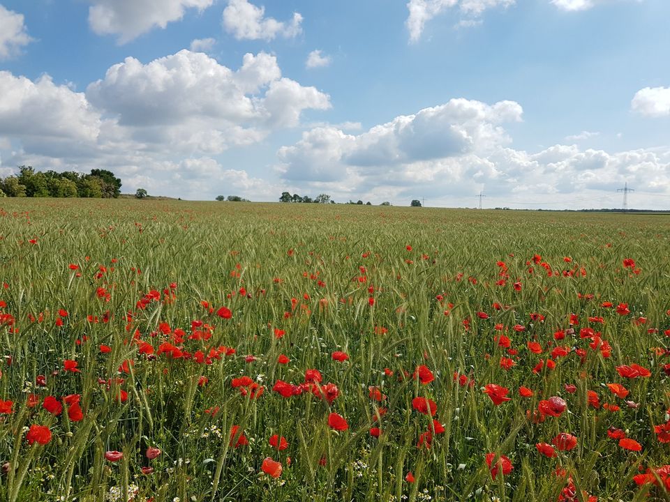 Pacht / Kauf Gesuch Acker, Grünland, Feld Raum Brandenburg/Havel in Brandenburg an der Havel