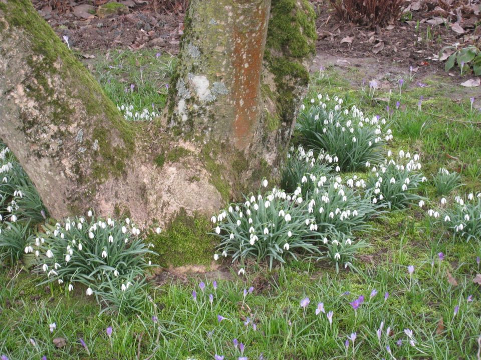 Frühlingsblüher, Frühsommerblüher in Ottersweier