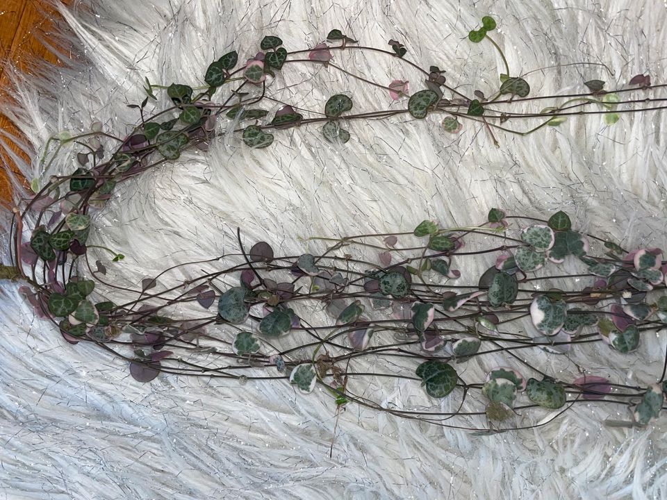 Ceropegia woodii String of Hearts Silver Glory Variegata in Roßdorf