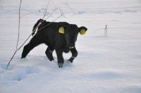 Wagyu F1 Kalb weiblich aus Biobetrieb Rheinland-Pfalz - Hachenburg Vorschau