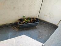 Blumenkasten Nordrhein-Westfalen - Bergkamen Vorschau