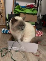 Ragdoll / Snowshoe Kater Vermisst seit 07.01.24 in Horneburg Niedersachsen - Horneburg Vorschau