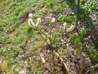 Palmbaum / Weide / Palmkätzchen / Höhe ca. 1m Bayern - Feldkirchen-Westerham Vorschau