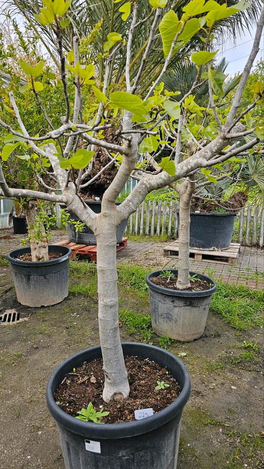 Feigenbaum Ficus Carica verschiedene Größen in Wiesbaden