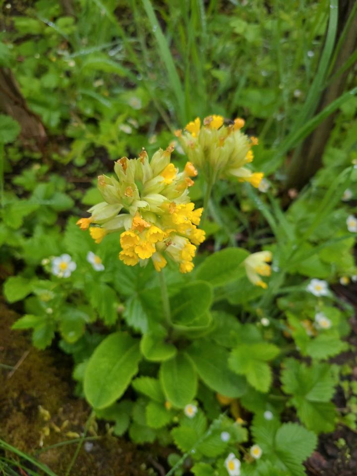 Schlüsselblumen in Sulzbach-Rosenberg