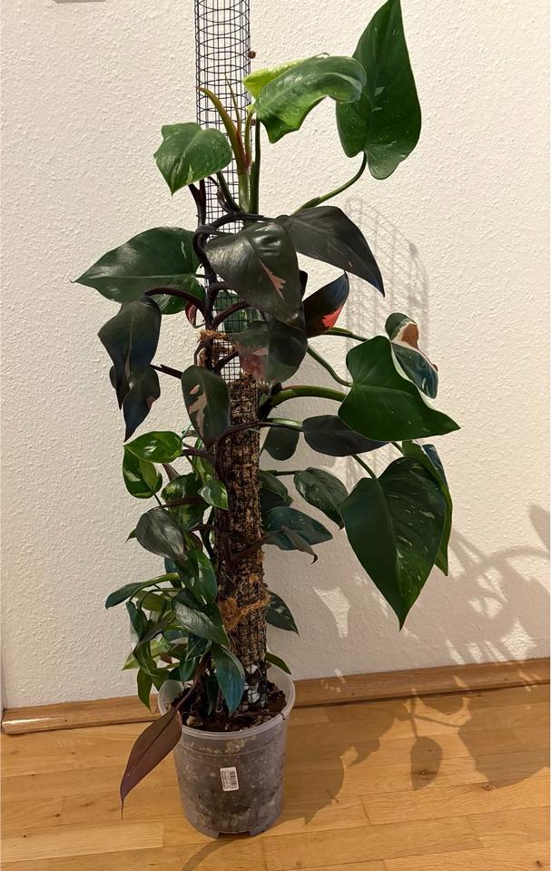 Philodendron Pink Princess White Wizzard Zimmerpflanze Moosstab in Dresden