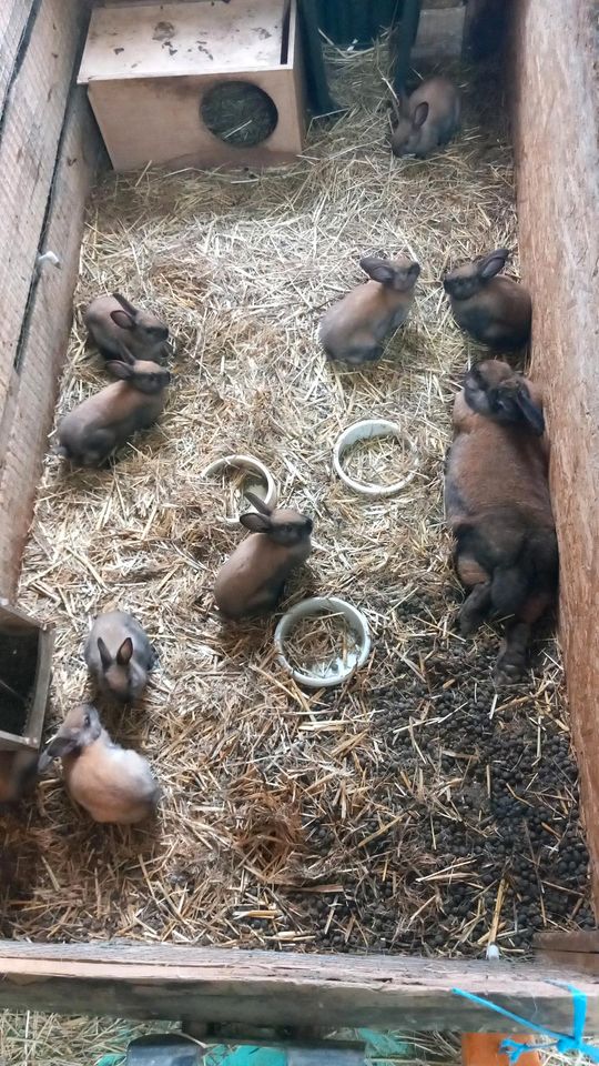Thüringer Kaninchen Absetzter in Gera