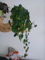 Philodendron Scandens Brasil Berlin - Reinickendorf Vorschau