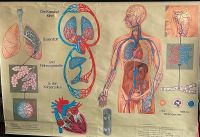 Rollkarte Anatomie Herzkreislaufsystem Schulkarte Niedersachsen - Sande Vorschau