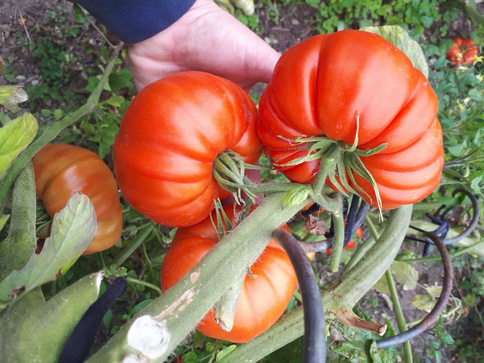 Tomatenpflanzen * Süße und aromatische Früchte in Mainz