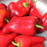 Paprika Roter Augsburger, sortenrein, Freiland-Bio-Anbau 2023 Hessen - Friedberg (Hessen) Vorschau