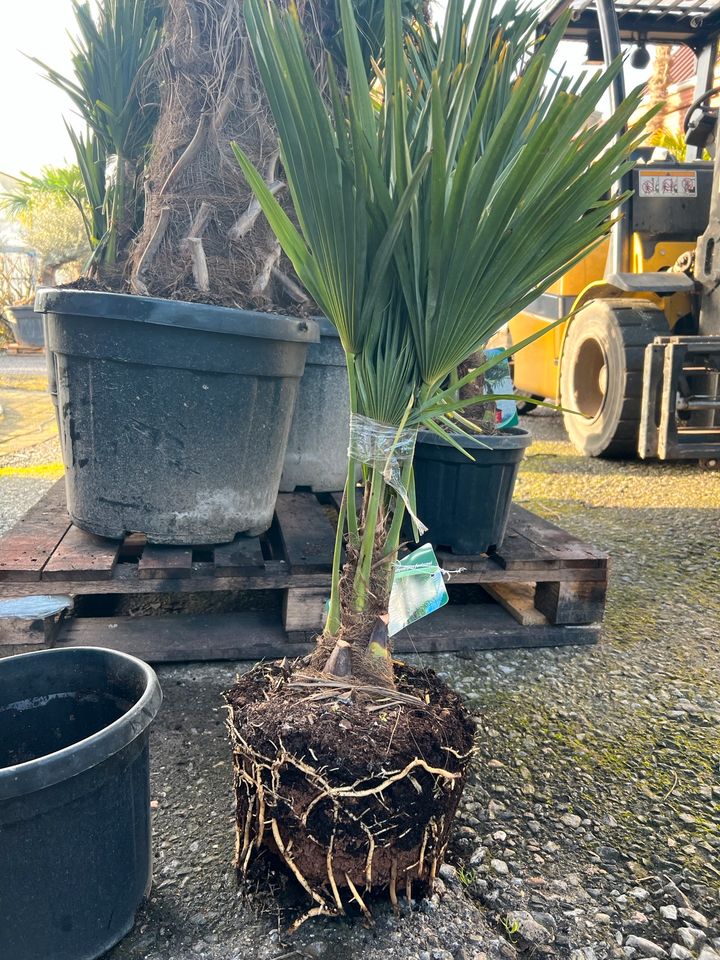 Trachycarpus fortunei, Hanfpalme in Brüggen