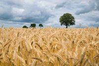 Suche Landwirtschaftliche Nutzflächen Bayern - Waischenfeld Vorschau