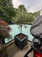 Olivenbaum in gute Hände abzugeben Nordrhein-Westfalen - Würselen Vorschau