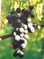 SUPER-6X Weintraubenpflanze für Hobbygärtner - WIR LIEFERN GRATIS Bayern - Sommerhausen Main Vorschau