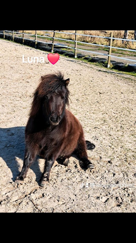 Suche eine liebevolle Pflegebeteiligung für unsere Luna in Wittmund