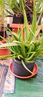 Aloe Vera riesige Pflanze 70 cm mit vielen Ablegern Essen - Essen-Borbeck Vorschau