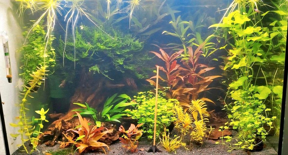 Dreiteiliger Wassernabel Aquarium Pflanze Hydrocotyle TriPartita in Bottrop
