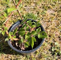 Japanische Weinbeere Brandenburg - Hohen Neuendorf Vorschau