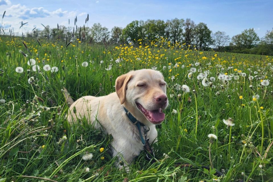 Leonell, Labrador, 6 Jahre, männlich, Tierhilfe Franken e.V. in Lauf a.d. Pegnitz