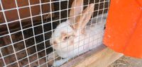 Kaninchen zu verkaufen Nordrhein-Westfalen - Espelkamp Vorschau
