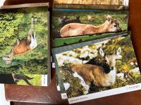 Lernkarten Jagd Jagdprüfung - sicher durch die Prüfung Hessen - Langgöns Vorschau