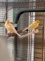 2 Kanarienvögel mit Käfig Nordrhein-Westfalen - Hagen Vorschau
