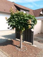 Ahornbaum zu verschenken Baden-Württemberg - Appenweier Vorschau