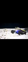 Malawi Barsche Placidochromis Blue Otter Bayern - Tröstau Vorschau