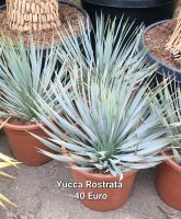 Yucca Rostrata Brandenburg - Bernau Vorschau